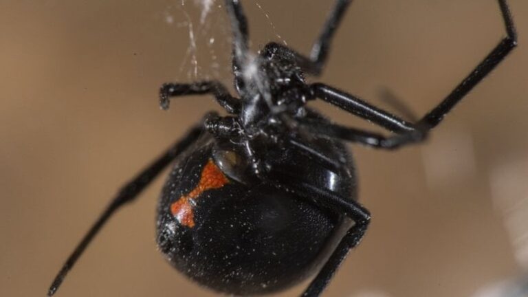 Zehirlenme vakalarında karadul örümceği etkisi
